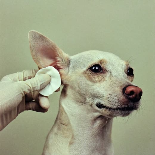 A rabbit held gently for a check-up
